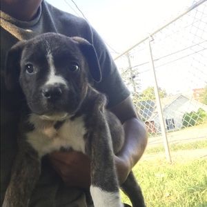 Meet your Posher, Oscar